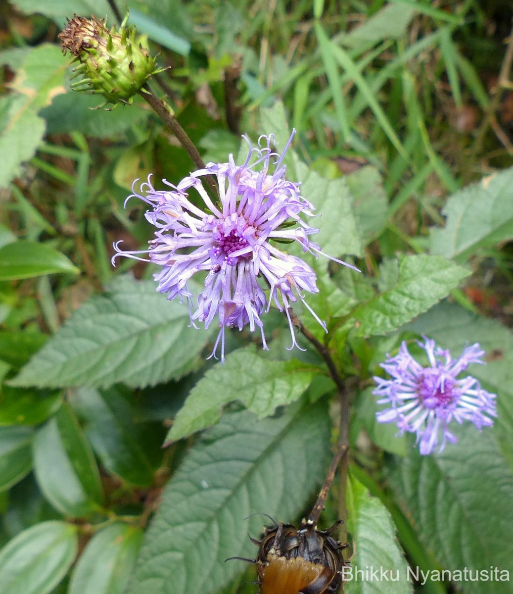Acilepis gardneri (Thwaites) H.Rob. & Skvarla
